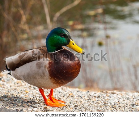 Closeup of a Male Duck or Mallard