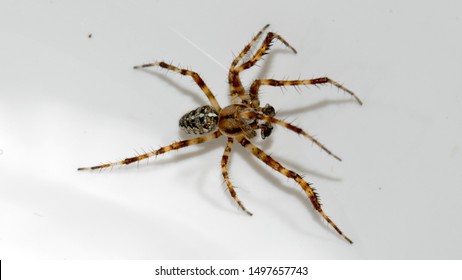 Closeup Male European Garden Spider Araneus Stock Photo 1497657743 ...