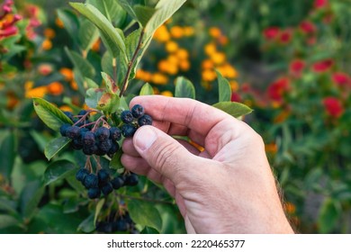 Closeup Of Male Farmer Hand Examining Bunch Of Black Chokeberry (Aronia Melanocarpa) On The Bush Branch, Selective Focus