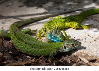 Close-up of a male and female green lizard couple (Lacerta bilineata or Lacerta vivipara, Smaragdeidechse) on a stone. Focus on male lizard with its head on female lizards back. Blurred background.