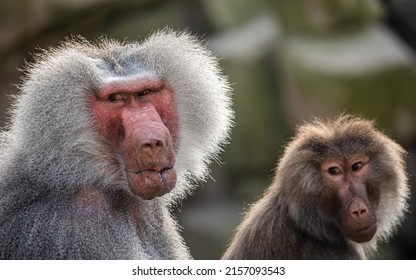 A closeup of a male and female Hamadryas baboons