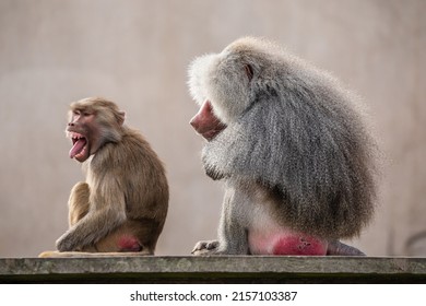 A closeup of a male and female Hamadryas baboons sitting on a pavement
