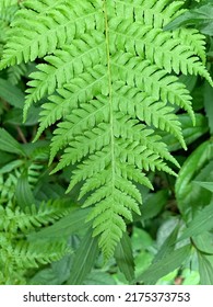 Closeup Of Male Fern In Fresh Green Colour