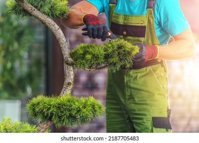 Closeup Of Male Gardener Doing A Mid-Summer Trimming Of Evergreen Decorative Tree In Landscaped Backyard Garden With Garden Scissors Tool. Seasonal Care And Maintenance Work.