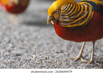 Close-up of a male Golden Pheasant (Chrysolophus pictus) with its head down, possibly feeding or examining the ground, displaying its golden ruff and intricate patterns.