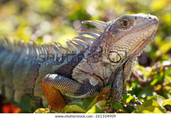 Closeup Male Green Iguana Natural Habitat Stock Photo (Edit Now) 261104909