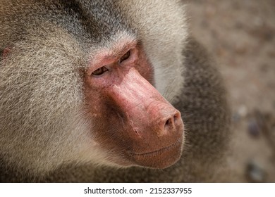 A closeup of a male Hamadryas baboon