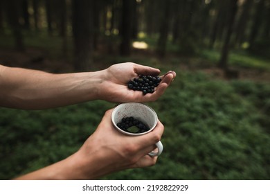 Close-up Of Male Hand Picking Blueberries In The Forest. Picking Blueberries To The Tin Cup. Harvesting Forest Fruit. 