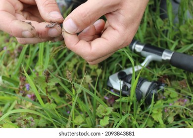 Close-up of male hands of a fisherman stringing an earthworm on a fishing rod hook outdoors against a background of grass. Topic: bait crucian carp, roach, bleak, gudgeon, perch, bream, rudd, carp