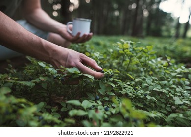 Close-up Of Male Hands Picking Blueberries In The Forest. Picking Blueberries To The Tin Cup. Harvesting Forest Fruit. 