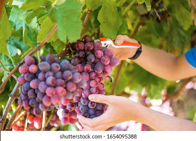 Close-up male hands picking bunch of red grapes with garden pruner. Seasonal harvesting in countryside garden. Traditional and natural wine industry. Bunch of grapes on grapevine with green leaves - Powered by Shutterstock