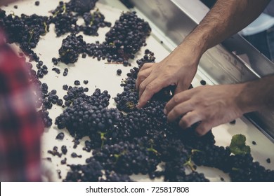 close-up of male hands sorting red wine grapes on a conveyor belt.  - Powered by Shutterstock