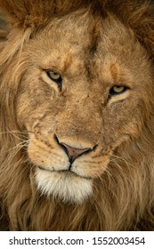 Closeup Male Lion Looking Down Seriously Stock Photo 1552003454 ...