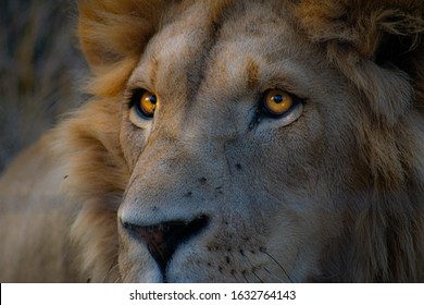 Closeup of male lion's head