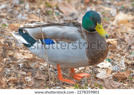 Closeup of a male mallard duck, its bright colors vibrant. Slim rod of tracking device on its back can be seen as it stares at the camera.