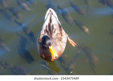 Closeup of a male mallard duck on a lake. the duck swims calmly in the water and fish swim under it. nature beauty - Powered by Shutterstock