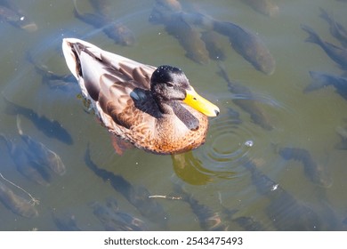 Closeup of a male mallard duck on a lake. the duck swims calmly in the water and fish swim under it. nature beauty - Powered by Shutterstock