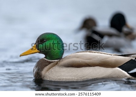 A close-up of a male mallard duck with vibrant green head swimming in a calm lake, with blurred ducks in the background.