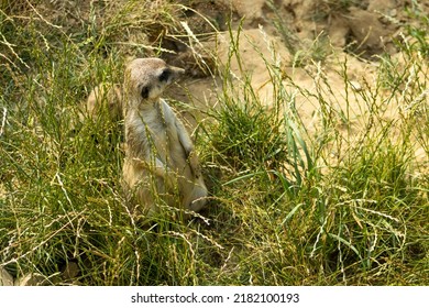 Close-up of a male meerkat sitting in tall grass. Meerkat sitting upright. A meerkat watching the surroundings. Beware. Beast in the grass. Animal, environment, zoo.