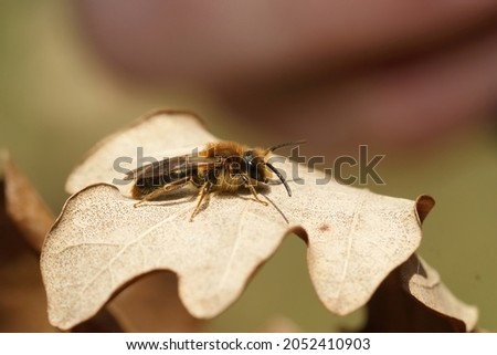 Closeup of a male Orange tailed mining bee, Andrena haemorrhoa, sunbthing on a dreid curled leaf on the ground