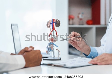 close-up of male patient consultation with doctor, explaining model of reproductive system, possibly discussing prostate cancer, cystitis, or urinary tract infection. Stock foto © 