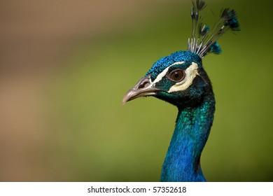 Closeup of a male Peacock or Indian Peafowl