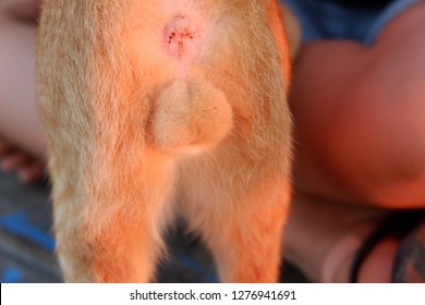 Of cat penis pics Why Is