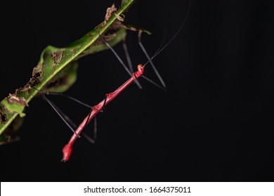 A close-up of a male Peruvian Fire Stick Insect