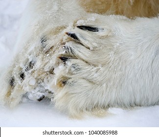 18 Male polar bear feet Images, Stock Photos & Vectors | Shutterstock