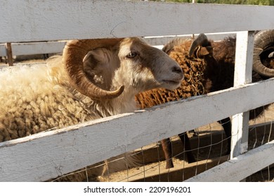 Close-up Of A Male Ram On A Farm