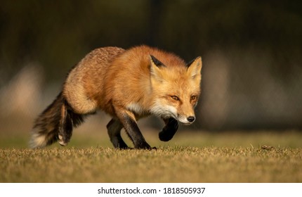 Closeup Of A Male Red Fox Hunting And Stalking Prey