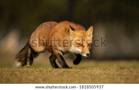 Closeup of a Male Red Fox Hunting and Stalking Prey