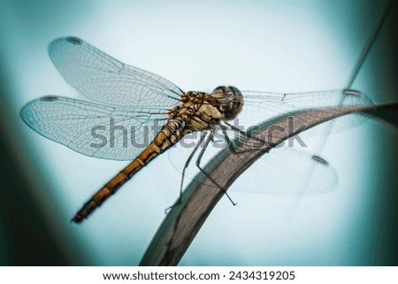 Closeup of a male Ruddy Darter - Dragonfly