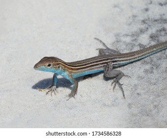 A Close-up of a Male Six-lined Racerunner Whiptail Lizard on White Sand 