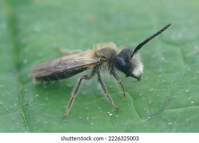 Closeup of a male small sallow mining bee Andrena praecox, sitting on a green leaf - Shutterstock ID 2226325003