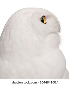 Close-up of Male Snowy Owl, Bubo scandiacus, 8 years old, in front of white background