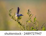 Closeup of a male western yellow wagtail bird Motacilla flava singing in vegetation on sunset during spring season.