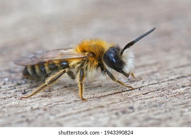 Closeup Of A Male White Bellied Mining Bee , Andrena Gravida.