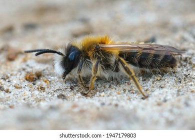 Closeup Of A Male Of The White-bellied Mining Bee, Andrena Gravida