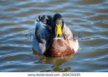 Closeup of mallard duck on lake