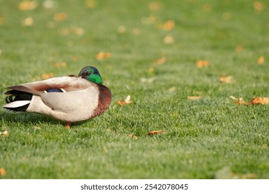 A closeup of a Mallard duck resting on a green lawn with fallen yellow leaves - Powered by Shutterstock