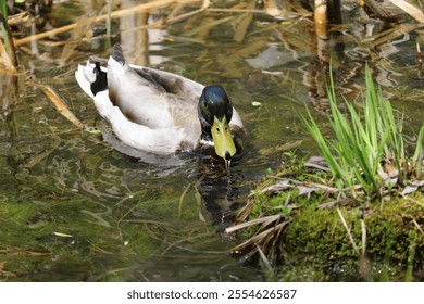 A closeup of a Mallard duck swimming calmly on water's surface - Powered by Shutterstock