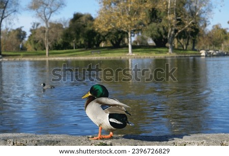 Closeup of a mallard duck at William R Mason Regional Park, Irvine, California