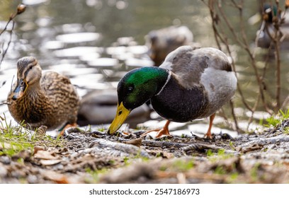 Close-up of mallard ducks foraging near a serene pond in Victoria, Vancouver Island. The scene captures the peacefulness and natural beauty of wildlife in British Columbia, Canada. - Powered by Shutterstock