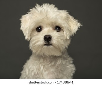 maltese terrier puppies
