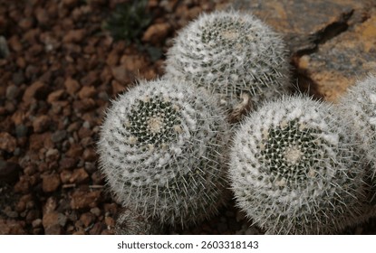 A close-up of Mammillaria cactus, round cacti covered in fine white spines, highlighting the intricate details of the cacti. Ornamental plants for decoration in the rock garden.


