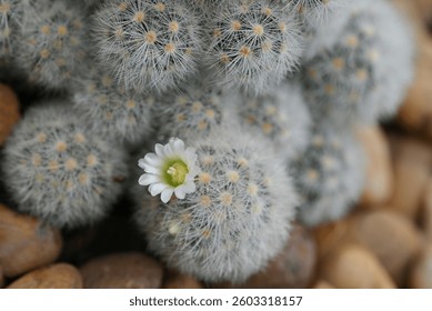 A close-up of Mammillaria cactus, round cacti covered in fine white spines, with small white flowers blooming on top, highlighting the intricate details of the cacti and their delicate blossoms.