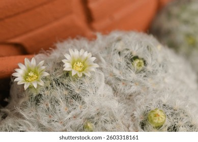 A close-up of Mammillaria cactus, round cacti covered in fine white spines, with small white flowers blooming on top, highlighting the intricate details of the cacti and their delicate blossoms.