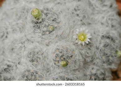 A close-up of Mammillaria cactus, round cacti covered in fine white spines, with small white flowers blooming on top, highlighting the intricate details of the cacti and their delicate blossoms.
