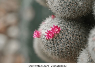A close-up of a Mammillaria cactus, round cacti covered in fine white spines, with vibrant pink flowers blooming on top, highlighting the intricate details of the cacti and their delicate blossoms.